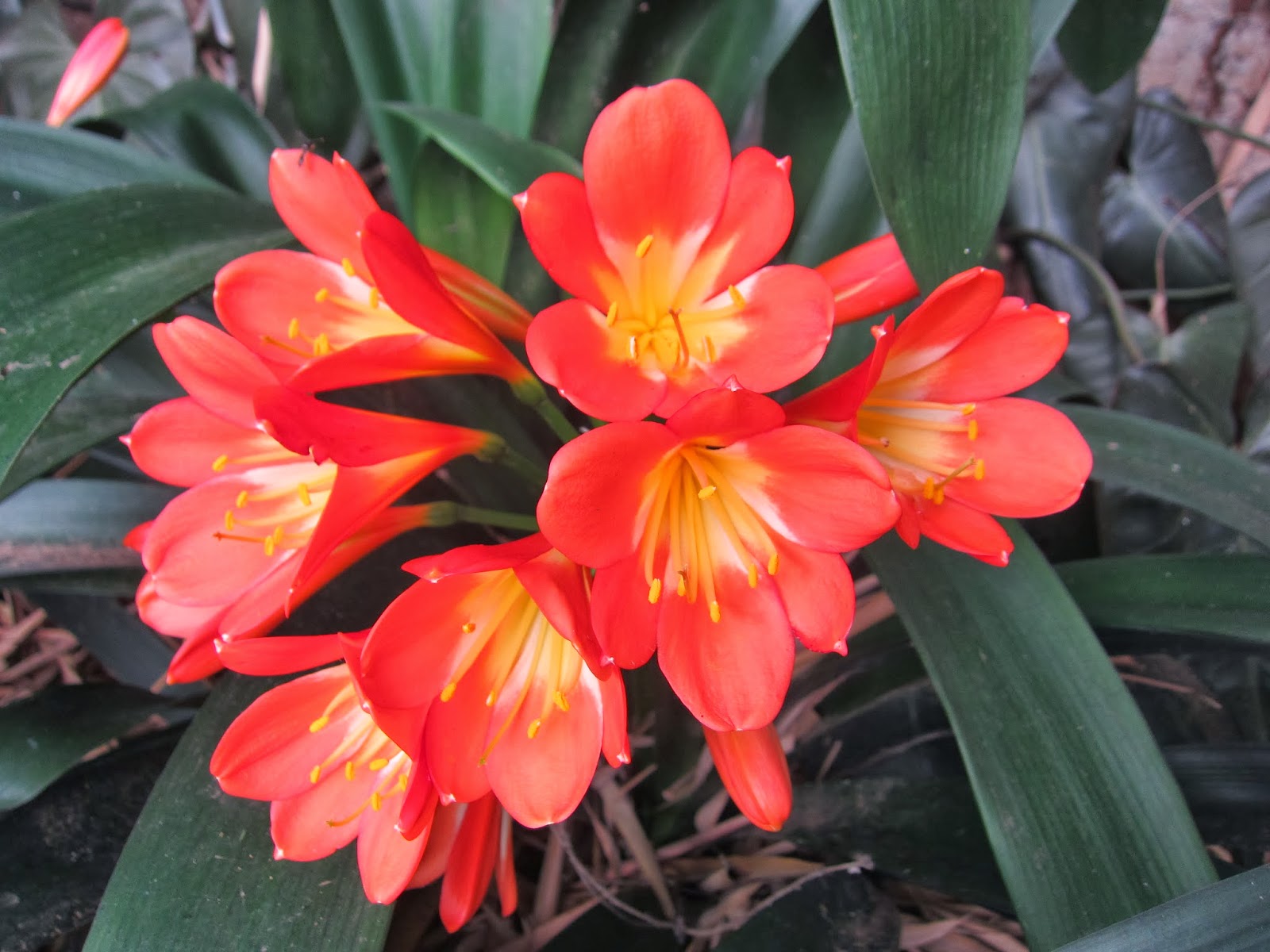 Halldin i Kenya Orange blomma